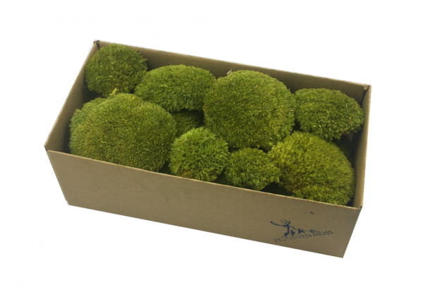 Preserved Swedish Pillow Moss Light Green 0.1 m2